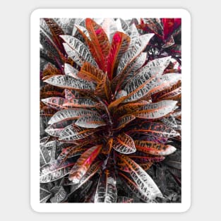 Carmine Crotons Sticker